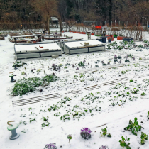 Gemüse im Winter ernten